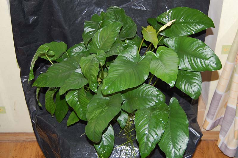 Anubias barteri var. barteri