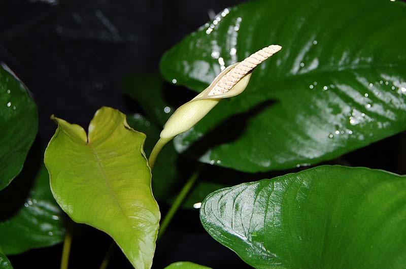Anubias barteri var. barteri