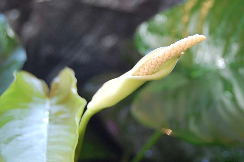 Anubias barteri var. barteri