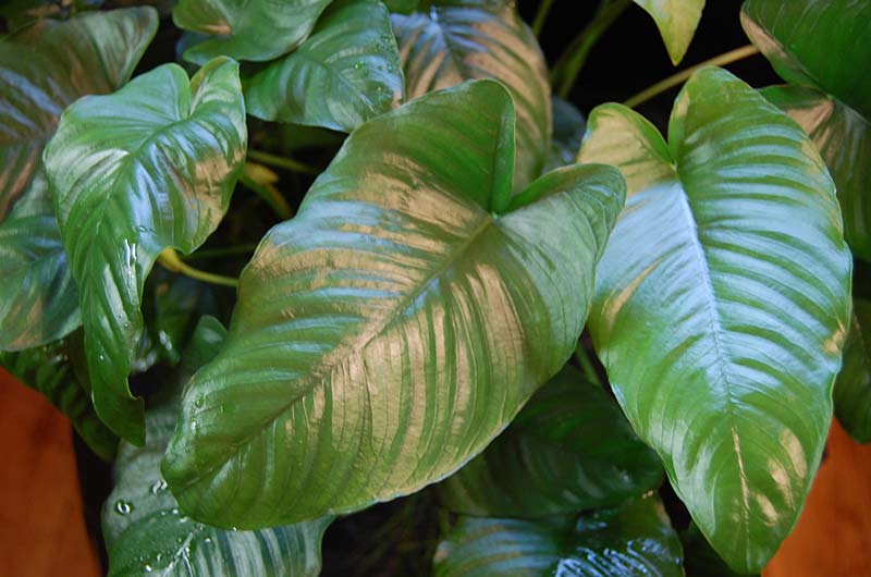 Anubias barteri var. barteri